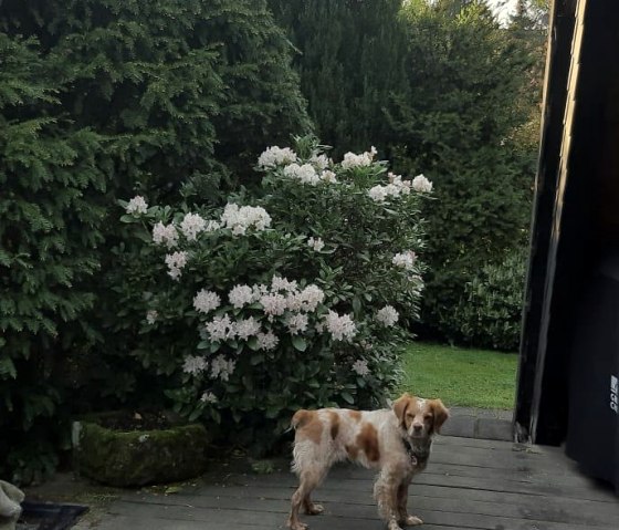 Terras met hond Fito