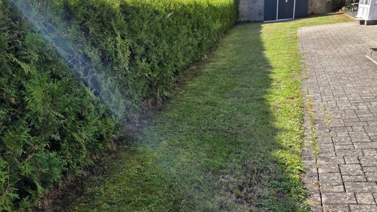 Une pelouse bien entretenue à côté d'une haie. En arrière-plan, une cabane de jardin est visible.