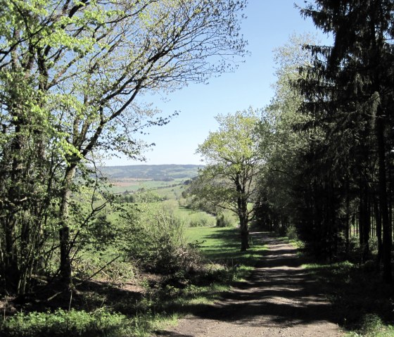 Een bospad leidt door groene bomen naar links en rechts. Op de achtergrond is een weids, groen landschap onder een blauwe hemel., © Touristik GmbH Gerolsteiner Land