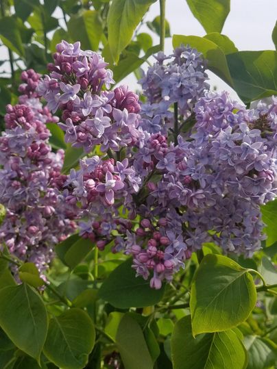Eine schöne Ansammlung von Fliederblüten in lila und violetten Tönen. Die Blüten sind umgeben von grünen Blättern.