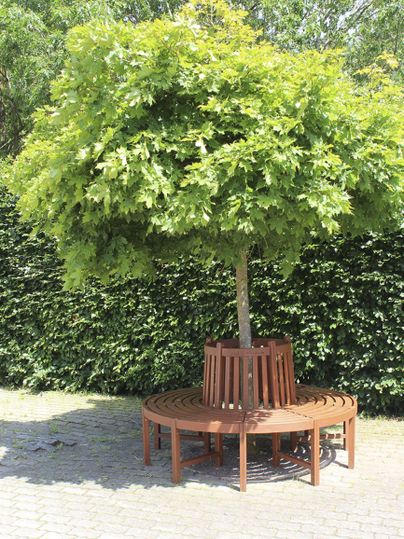 Ein großer Baum mit üppigem, grünem Laub steht auf einem Platz. Rund um den Baum befindet sich eine hölzerne Sitzgelegenheit.