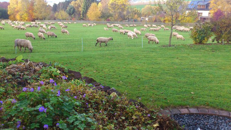 Eine grüne Wiese mit vielen Schafen, die friedlich grasen. Im Hintergrund sind Bäume und ein blaues Himmel zu sehen.