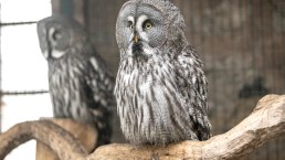 Adler- und Wolfspark Eule, &copy; Eifel Tourismus GmbH, Dominik Ketz