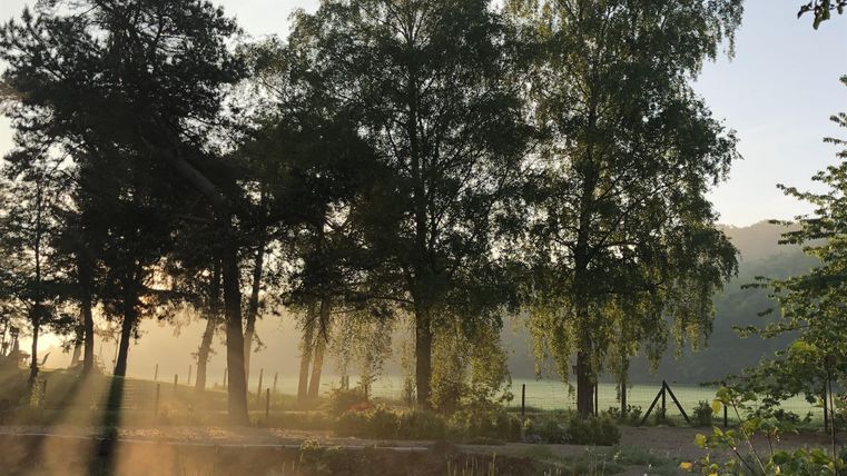 Een rustige landschap met hoge bomen en milde ochtendnevel. Lichtstralen schijnen door de bomen en creëren een vredige sfeer.