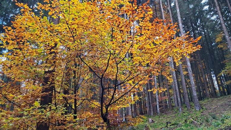 Ein herbstlicher Wald mit einem Baum in leuchtenden Gelb- und Orangetönen vor einem Hintergrund aus hohen, grünen Nadelbäumen.