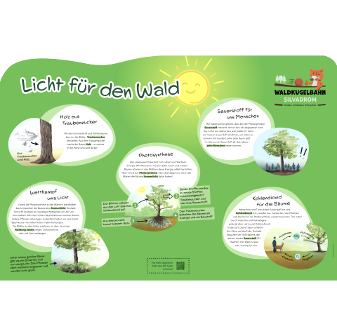 Informatiebord &ldquo;Licht voor het bos&rdquo; met informatie over hout uit druivensuiker, strijd om licht, fotosynthese, zuurstof voor ons mensen en kooldioxide voor de bomen.