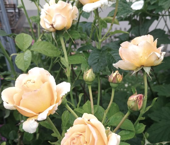 IMG_20250716_113358501