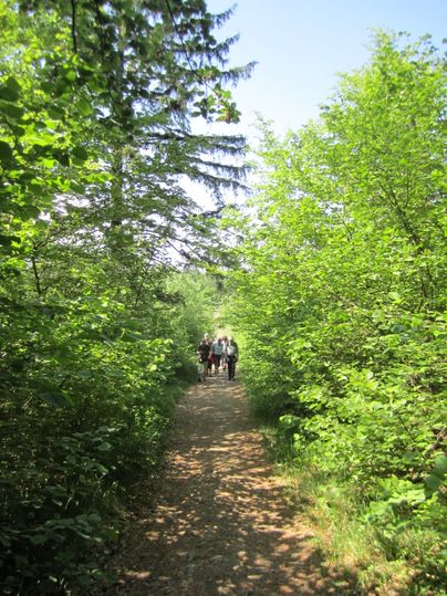 Gruppe von Menschen wandert auf einem Waldweg, umgeben von grünen Bäumen.