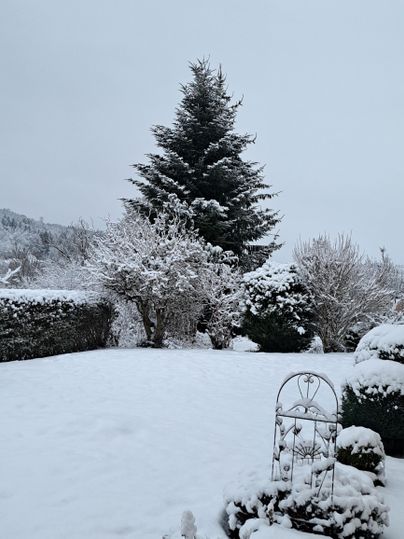 Eine verschneite Winterlandschaft mit einem hohen Tannenbaum. Im Vordergrund sind schneebedeckte Pflanzen und Büsche zu sehen.