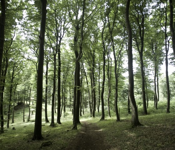 Idyllic forest at the Nerother Kopf, © Rheinland-Pfalz Tourismus, D. Ketz