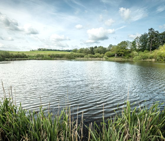 Ruhiger Maarsee mit Schilf im Vordergrund, umgeben von grünen Bäumen und Wiesen unter einem leicht bewölkten Himmel., © Eifel Tourismus GmbH, Dominik Ketz