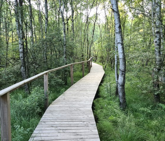 Ein Holzsteg schlängelt sich durch einen dichten Wald mit Birken und üppigem Grün., © Touristik GmbH Gerolsteiner Land