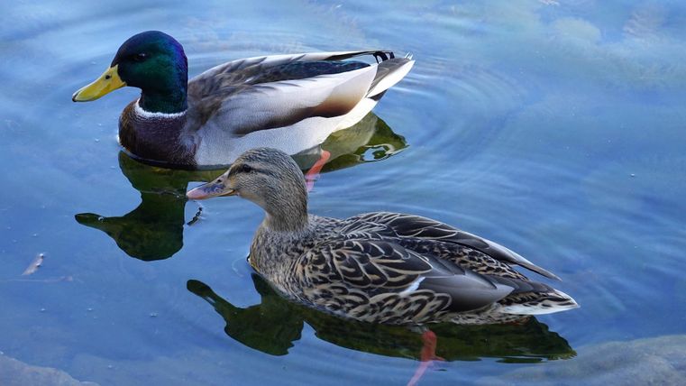 Zwei Enten schwimmen auf einem klaren See. Eine Ente hat ein buntes Gefieder, die andere ist braun gemustert. Sie ziehen sanfte Wellen im Wasser.