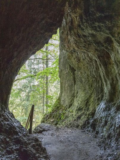 Blick aus der Buchenlochhöhle auf einen grünen Wald. Die Höhlenwände sind rau und dunkel, während draußen Bäume und Licht zu sehen sind.