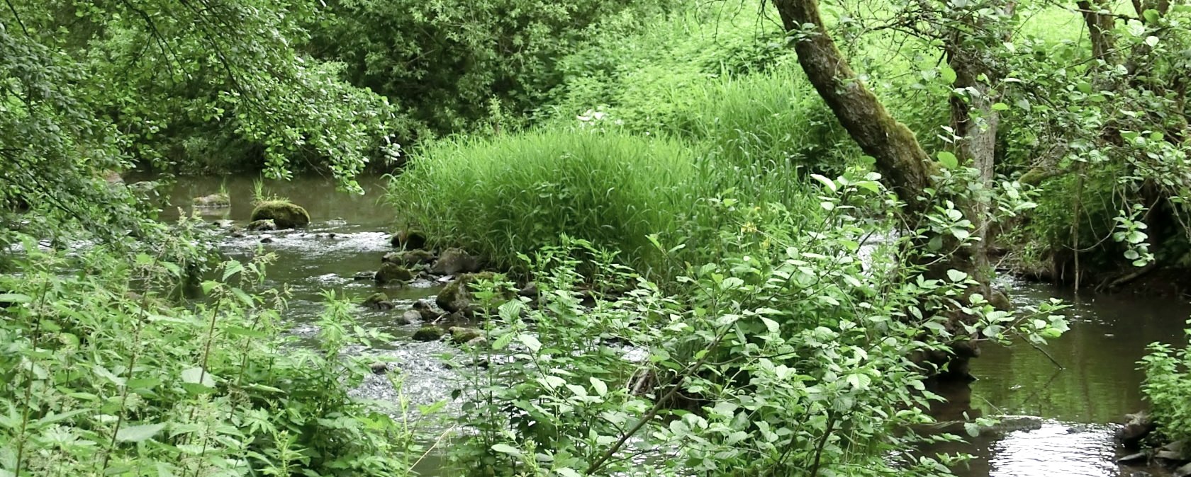The 2 Streams Trail leads through the Alfbach Valley, &copy; Eifel Tourismus GmbH