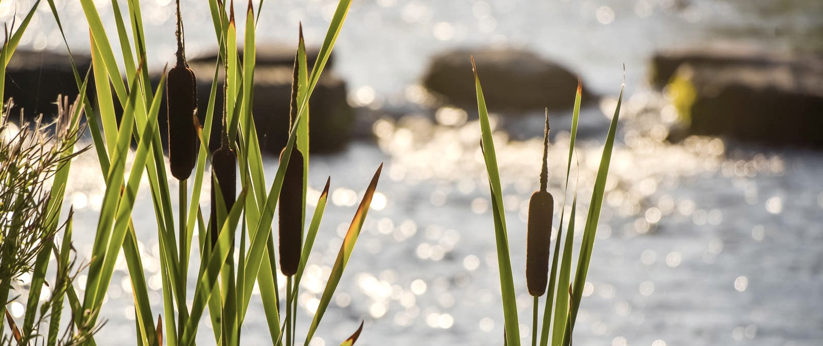 Wasserpflanzen am Rande der Kyll. Das Wasser des Flusses glitzert im Hintergrund.