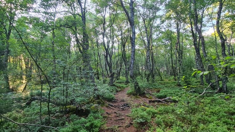A narrow path leads through a dense, green forest with tall trees and lush undergrowth.