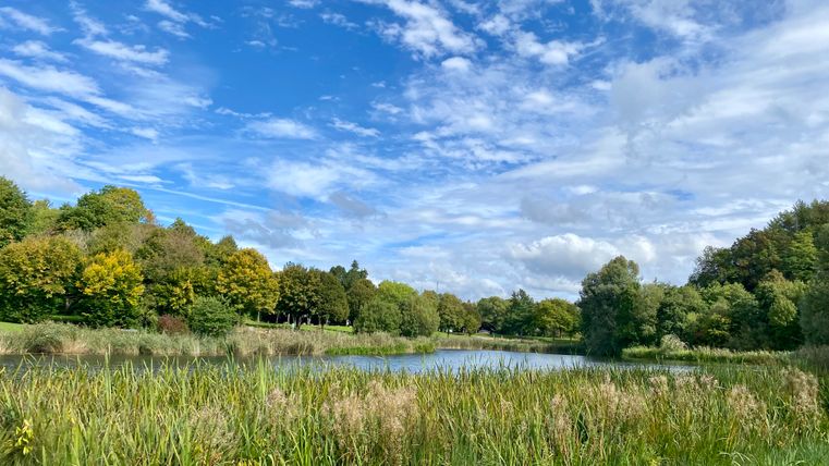 Landschaft mit See, Schilf und Bäumen unter blauem Himmel mit Wolken.