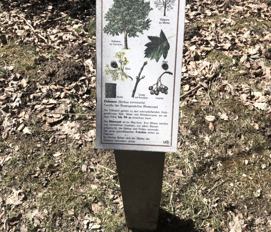 Informationstafel zum Baum des Jahres., © Touristik GmbH Gerolsteiner Land,Leonie Post