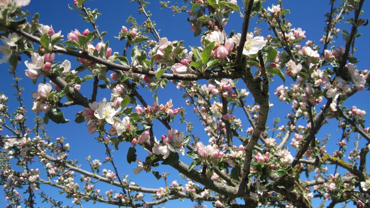 Zweig eines blühenden Obstbaums vor blauem Himmel.