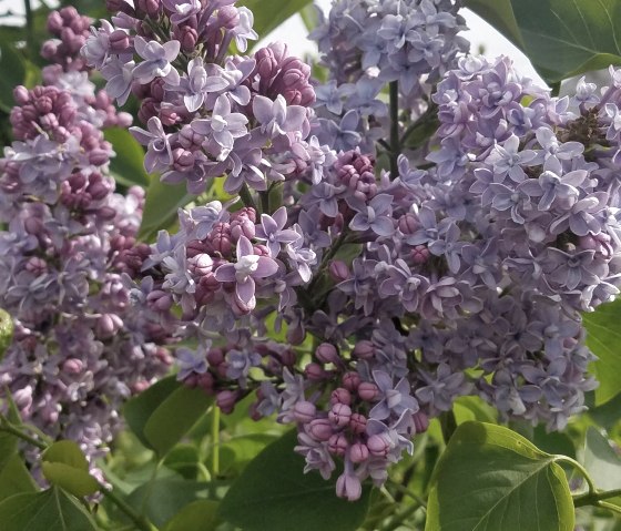 Flieder, &copy; Severa Faber