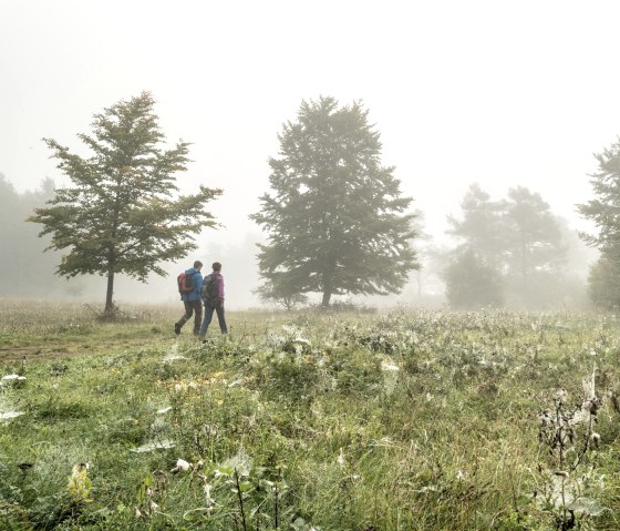 Mystical atmosphere on the Munterley Plateau, © Eifel Tourismus GmbH, D. Ketz