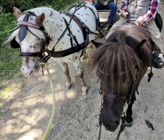 Shettlandponys  für Kinderreiten  Reitstall Linden