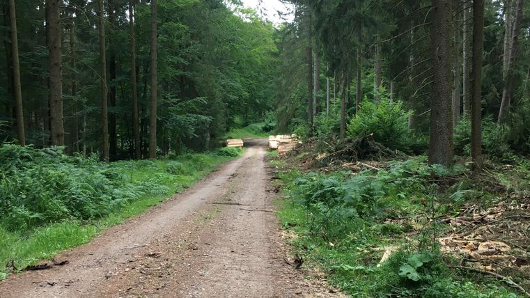 Un chemin forestier calme entre de grands arbres. Sur le chemin, on peut voir quelques troncs d'arbres coupés et une grande végétation verte.