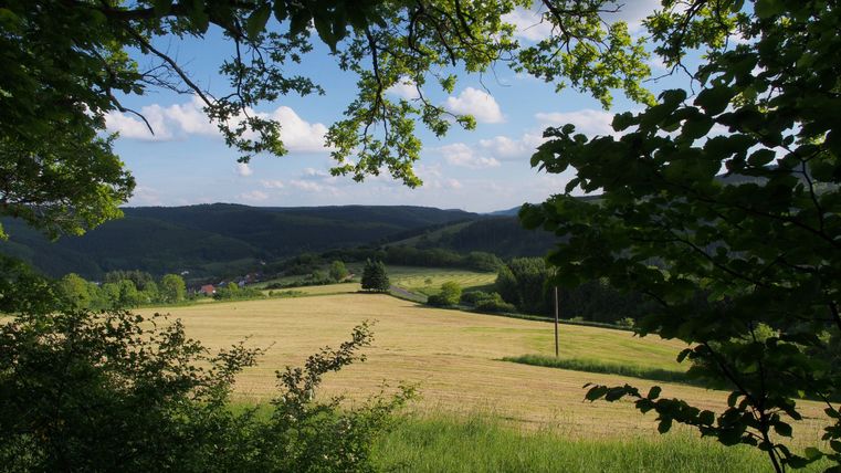 Blick aus einem Wald auf eine Wiese mit Hügeln im Hintergrund.