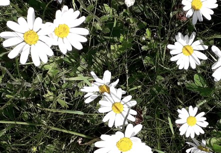 Wildkräuter Wanderung, © Andrea Häfele