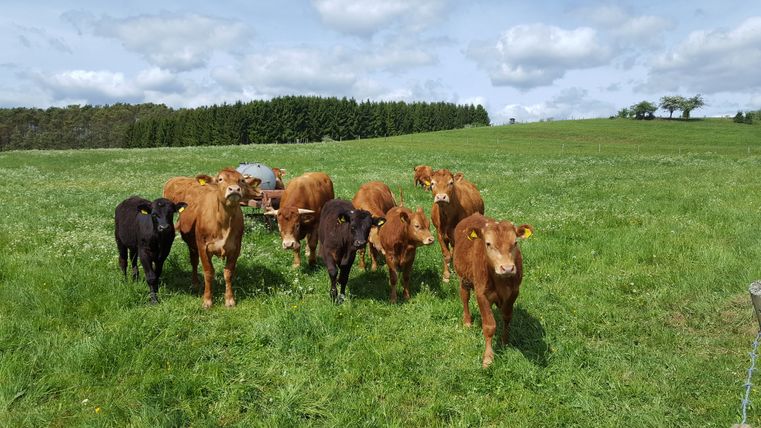 Eine Gruppe von Rindern auf einer grünen Wiese mit Bäumen im Hintergrund.