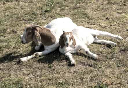 Zwei weiß-braune Ziegen liegen entspannt dicht aneinander auf einer Wiese.