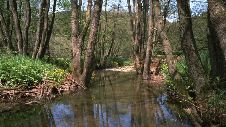 Ein ruhiger Bach fließt durch einen Wald mit hohen Bäumen und grünem Unterholz.