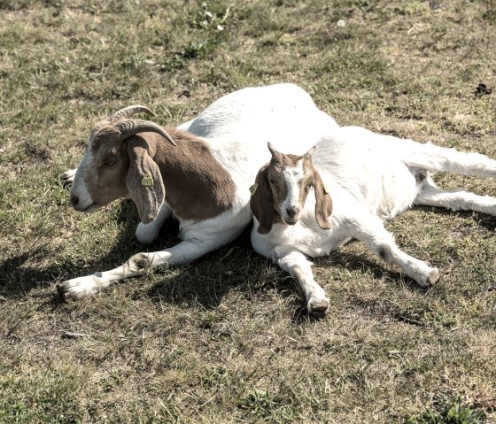 Two white and brown goats lie relaxed close together in a meadow.