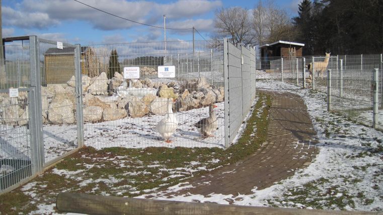 Ein eingezäuntes Gehege mit Gänsen und Lamas auf der Bielenhof-Alm. Der Boden ist teilweise schneebedeckt, und der Himmel ist blau mit Wolken.