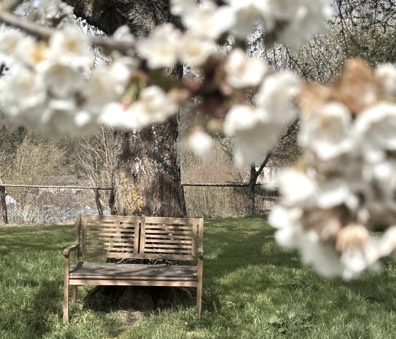 Kirschbl&uuml;te im April