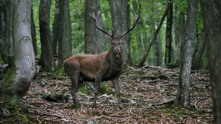 Ein majestätischer Hirsch steht im Wald zwischen Bäumen. Der Boden ist mit Laub bedeckt und die Umgebung ist grün und natürlich.