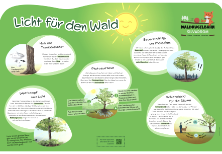 Information sign &lsquo;Light for the Forest&rsquo; with information about wood from glucose, competition for light, photosynthesis, oxygen for us humans and carbon dioxide for trees.