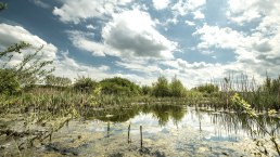 Blick auf den Sangweiher, © Eifel Tourismus GmbH, Dominik Ketz