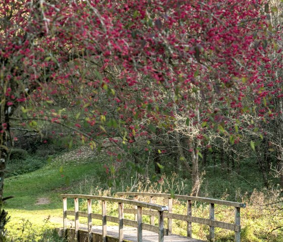 Eifelsteig-2019-126-Bolsdorfer T&auml;lchen, Hillesheim, &copy; Eifel Tourismus GmbH (ET) Dominik Ketz