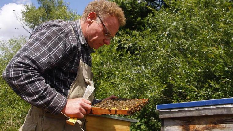 Mann trägt Arbeitskleidung und hält ein Brett, wo viele Bienen drauf sind, in der Hand - im Hintergrund sind Büume und der Himmel ist wolkenlos