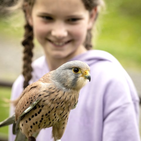 Close-up of a small bird of prey with a harness around its feet and a happy girl in the background.