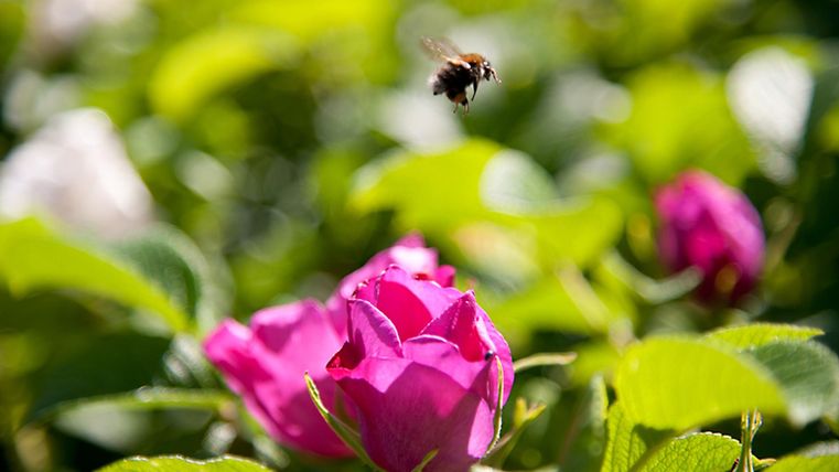 Eine Biene fliegt über pinke Rosenblüten. Im Hintergrund sind grüne Blätter und weitere Rosen sichtbar.