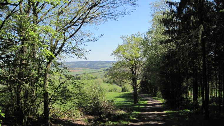 Waldweg mit Bäumen und Blick auf eine grüne Landschaft unter blauem Himmel.