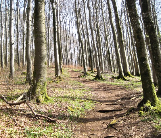 A narrow path winds its way through a sparse oak forest. The trees are tall and covered in moss, the ground is covered in leaves., © Touristik GmbH Gerolsteiner Land, Ute Klinkhammer