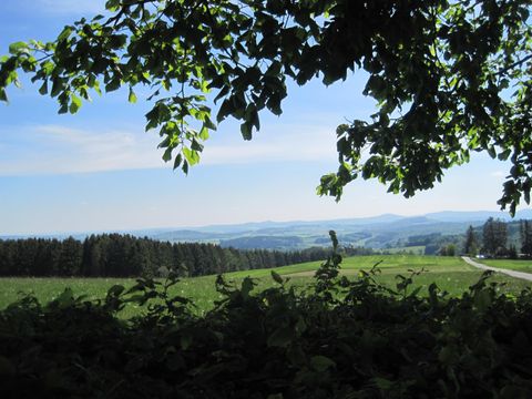 Blick über grüne Felder und Wälder in der Eifel, Duppach. Ein Baum im Vordergrund rahmt die Landschaft ein, blauer Himmel im Hintergrund.