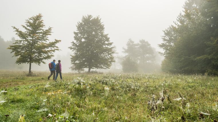 Zwei Personen wandern auf einem nebligen Plateau mit Bäumen und Wiese.