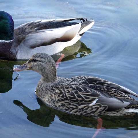 Enten auf dem See, &copy; Pixabay