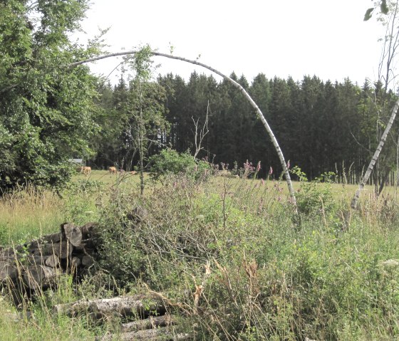 Green meadow with trees and cows in the background, surrounded by tall grass and bushes. A fallen tree trunk lies in the foreground., © Touristik GmbH Gerolsteiner Land