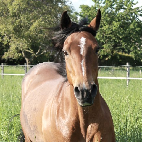 Een bruin paard met wapperende manen rent door een weide met hoog gras naar de camera toe.
